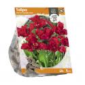 Baltus Tulipa Parrot Garden Fire tulpen bloembollen per 5 stuks